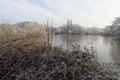 Frost covered reeds and brambles beside a frozen lake on a winter morning Royalty Free Stock Photo