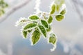 Frost-covered rose hip branch with green leaves