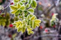 Frost-covered rose hip branch with green leaves