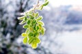Frost-covered rose hip branch with green leaves by the river