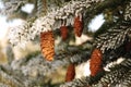 Frost Covered Spruce Tree Branches Royalty Free Stock Photo