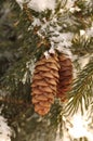 Frost Covered Spruce Tree Branches with Pine Cones Royalty Free Stock Photo