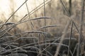 frost-covered stems shine from the sun`s rays Royalty Free Stock Photo