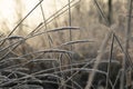 frost-covered stems shine from the sun`s rays
