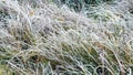Frost-covered tall grass, the first frosts in the field Royalty Free Stock Photo