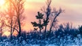 Frost covered thickets of dry grass in winter frosty sunrise. Selective focus and shallow depth of field.