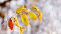 Frost-covered tree branch with leaves on a light background