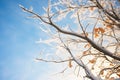 frost-covered tree branches against blue sky