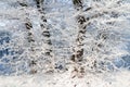 Frost-covered tree branches on a sunny winter day Royalty Free Stock Photo