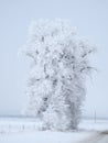 Frost Covered Tree Royalty Free Stock Photo