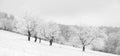 Frost-covered tree trunks against the backdrop of a snow-covered forest. Natural background Royalty Free Stock Photo