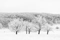 Frost-covered tree trunks against the backdrop of a snow-covered forest. Natural background Royalty Free Stock Photo