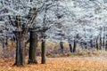 Frost-covered trees in the forest, fallen leaves on the ground