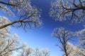 Frost covered trees, profiled on bright sky in winter Royalty Free Stock Photo