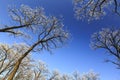 Frost covered trees, profiled on bright sky in winter Royalty Free Stock Photo