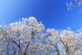 Frost covered trees, profiled on bright sky in winter Royalty Free Stock Photo