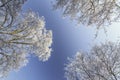 Frost covered trees, profiled on bright sky in winter Royalty Free Stock Photo