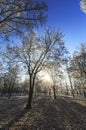 Frost covered trees, profiled on bright sky in winter Royalty Free Stock Photo