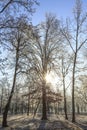 Frost covered trees, profiled on bright sky in winter Royalty Free Stock Photo