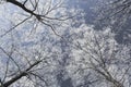 Frost covered trees, profiled on bright sky in winter Royalty Free Stock Photo