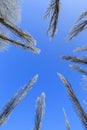 Frost covered trees, profiled on bright sky in winter Royalty Free Stock Photo