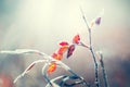 Frost-covered trees with red leaves in autumn forest Royalty Free Stock Photo