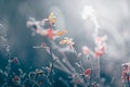 Frost-covered trees with red leaves in autumn forest. Autumn nature background Royalty Free Stock Photo