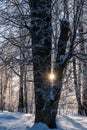 Frost-covered trees, sunshine among winter trees