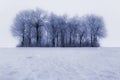 Frost Covered Trees in Winter