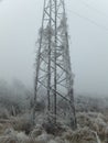 Frost-covered vine climbing a lone electric pole