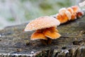 Frost covered wild mushrooms