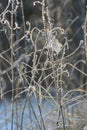 Frost-covered wild plants and thin branches in a winter meadow. Close-up view of delicate stems outlined with ice crystals, Royalty Free Stock Photo