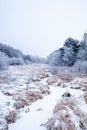 Frost covered Wisconsin forest with a frozen stream in the middle Royalty Free Stock Photo