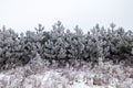 Frost covered Wisconsin pine trees in January Royalty Free Stock Photo