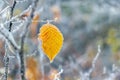 Frost-covered yellow leaf on a tree with a blurred background Royalty Free Stock Photo