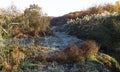 Frost covering grass and weeds in the Carlls River on a November morning Royalty Free Stock Photo