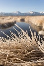 Frost covers dead winter grass in Owen`s Valley Sierra Nevada