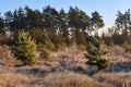 Morning frosty picture on a dry field in front of a pine forest in December Royalty Free Stock Photo