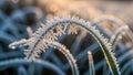 Frost creates intricate sharp patterns along the edge giving Royalty Free Stock Photo