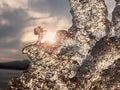 Frost crystal border between floe and dark water on lake. Natural view Royalty Free Stock Photo