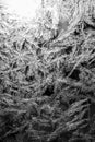 Frost crystal patterns on a winter window Royalty Free Stock Photo