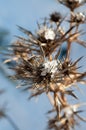 Frost-coated thorns sparkle in bright winter sunlight against a clear blue sky Royalty Free Stock Photo