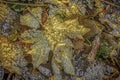 Frost crystals on fallen yellow maple leaf in autumn forest Royalty Free Stock Photo