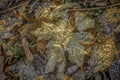 Frost crystals on fallen yellow maple leaf in autumn forest Royalty Free Stock Photo