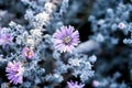 crystals covered lilac flowers in the autumn garden on a cold morning