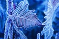 Frost crystals covered the lilac leaves of the grass fern in the autumn garden on a cold morning Royalty Free Stock Photo