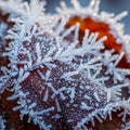 Frost crystals form intricate, delicate patterns on a reddish-brown Royalty Free Stock Photo