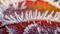 Vein is faintly visible beneath the frost underscoring the detailed Royalty Free Stock Photo