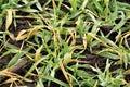 Frost damage on barley (Hordeum vulgare) leaves. Royalty Free Stock Photo