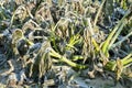 Frost Damaged Courgette Plant.